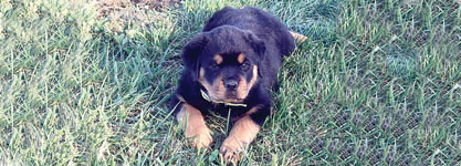 ROTTWEILER PUPPIES for sale in Bluffton, IN