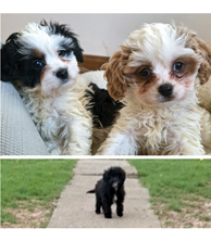 MINI CAVAPOOS POODLES for sale in Woodburn, IN