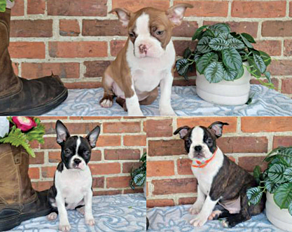 BOSTON TERRIER PUPPIES for sale in Wakarusa, IN