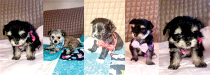 POMERANIAN PUPPIES for sale in South Whitley, IN