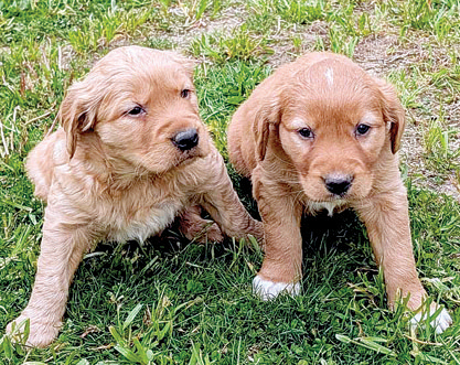 GOLDEN RETRIEVER PUPPIES for sale in Leslie, MI