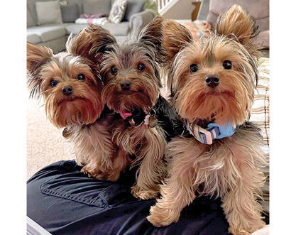 YORKSHIRE TERRIER PUPPIES for sale in Richmond, IN