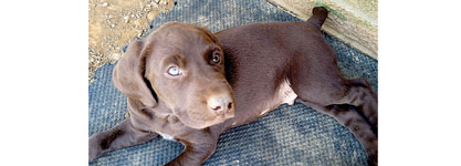 GERMAN SHORTHAIR POINTER PUPPIES for sale in Ashville, OH