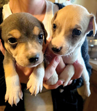 MOUNTAIN FEIST PUPPIES for sale in Montgomery, IN