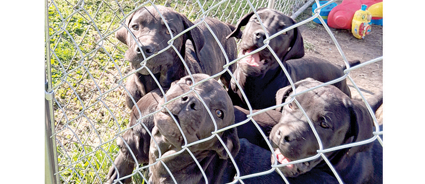 AKC CANE CORSO PUPS for sale in Columbia City, IN