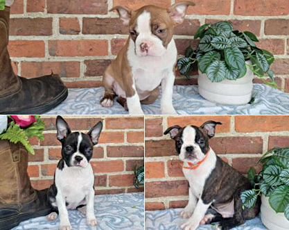 BOSTON TERRIER PUPPIES for sale in Wakarusa, IN