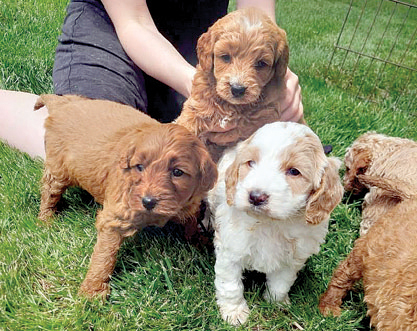 GOLDENDOODLE PUPPIES for sale in New Paris, IN