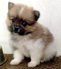 POMERANIAN PUPPIES for sale in South Whitley, IN