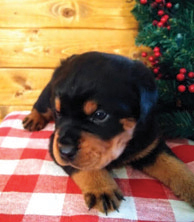 ROTTWEILER PUPPY for sale in Angola, IN