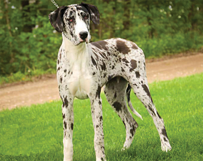 GREAT DANE FEMALE for sale in Goshen, IN