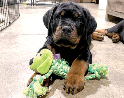 ROTTWEILER PUPPIES for sale in , 