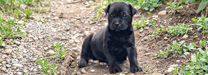 CANE CORSO PUPPIES for sale in Terre Haute, IN