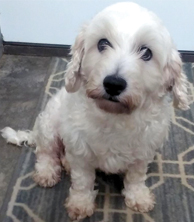 MALTESE FEMALE for sale in Grabill, IN