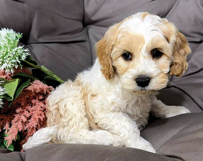 COCKAPOO PUPPIES for sale in Wolcottville, IN