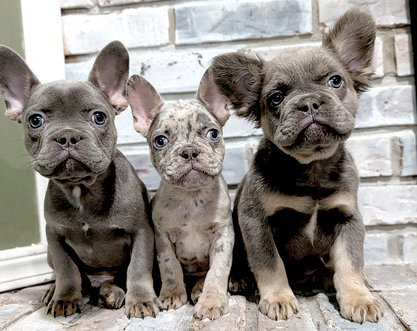 FRENCH BULLDOG PUPPIES for sale in Bristol, IN