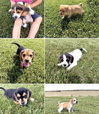 3/4 BEAGLE-1/4 PUG PUPPIES for sale in South Bend, IN