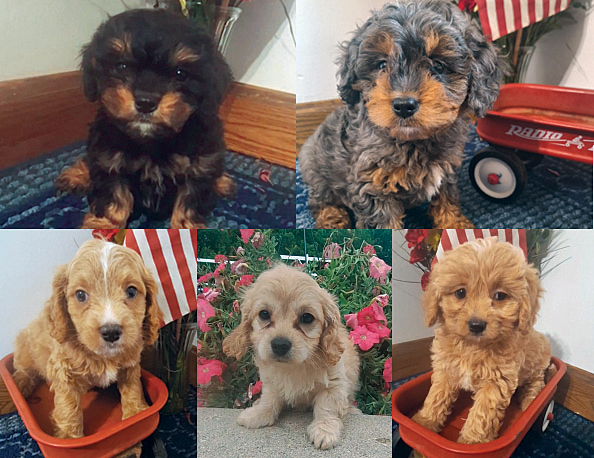 MINI CAVAPOO PUPPIES for sale in Woodburn, IN