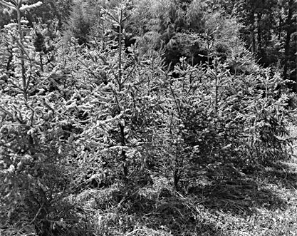 NORWAY SPRUCE TREES for sale in Spencer, IN