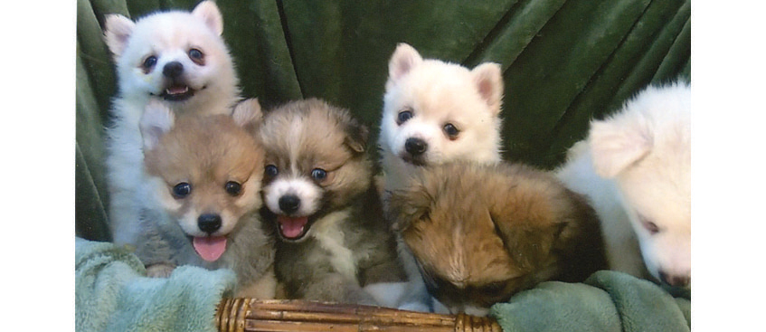 TOY POMSKIE PUPPIES for sale in Terre Haute, IN