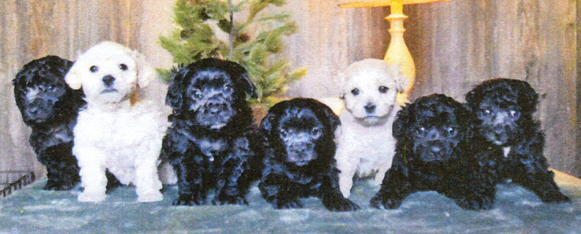 MINI AUUSIE DOODLE PUPPIES for sale in Terre Haute, IN