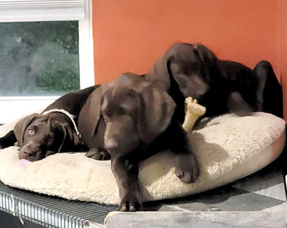GERMAN SHORTHAIR POINTER PUPPIES for sale in Ashville, OH