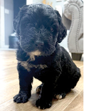 2016 BERNEDOODLE PUPPIES for sale in Brownstown, IN