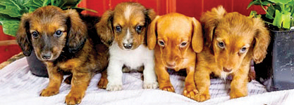 MINI DACHSHUND PUPPIES for sale in Goshen, IN
