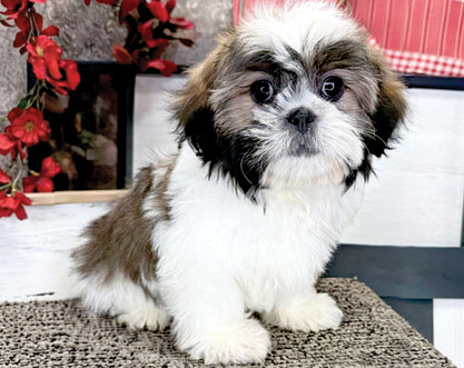 SHIH TZU PUPPIES for sale in Indianapolis, IN