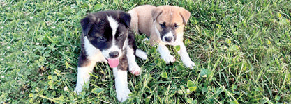 BORDER AKITA PUPPIES for sale in Flat Rock, IN