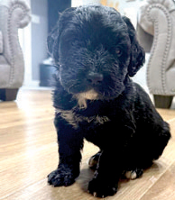 BERNEDOODLE PUPPIES for sale in Brownstown, IN