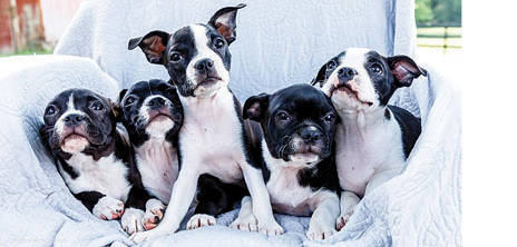 AKC BOSTON TERRIER PUPPIES for sale in Goshen, IN