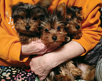 YORKSHIRE TERRIER PUPPIES for sale in Richmond, IN