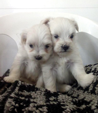 MALTIPOO PUPPIES for sale in South Whitley, IN