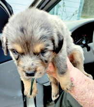 HALF AUSTRALIAN SHEPHERD PUPPIES for sale in Hardinsburg, IN