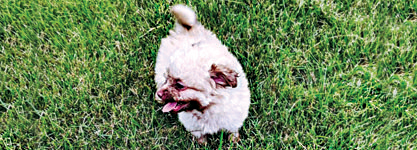 POMAPOO PUPPIES for sale in Columbia City, IN