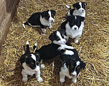 MIXED BREED PUPPIES for sale in Rochester, IN