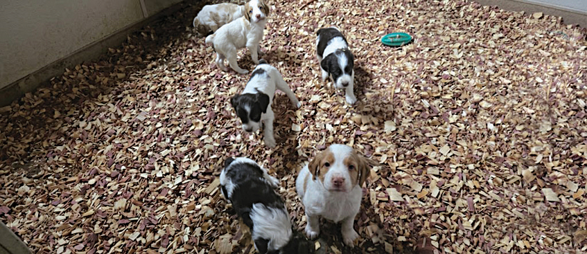 AMERICAN BRITTANY PUPPIES for sale in Niles, MI