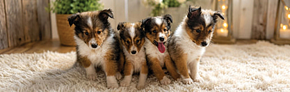 SHELTIE PUPPIES for sale in Kendallville, IN