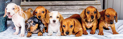 MINIATURE DACHSHUND PUPPIES for sale in Goshen, IN