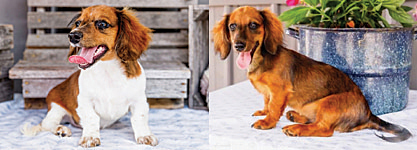 MINI DACHSHUND PUPPIES for sale in Goshen, IN