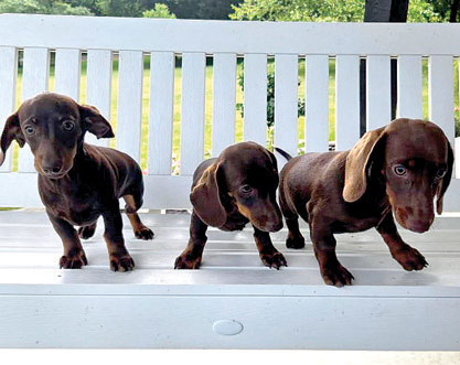 DACHSHUND PUPPIES for sale in New Paris, IN