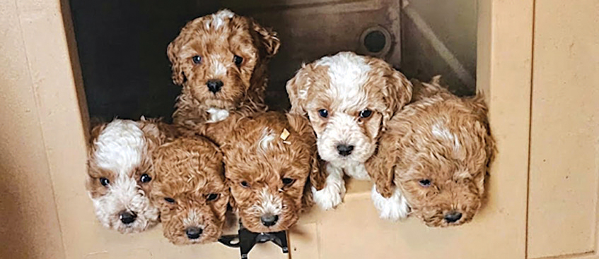 F1B TOY MICRO MINI GOLDENDOODLES for sale in Shelbyville, IN