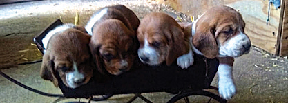 BASSET HOUND PUPS for sale in Peru, IN