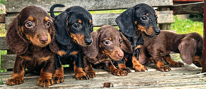 MINI DACHSHUND PUPPIES for sale in Hoagland, IN