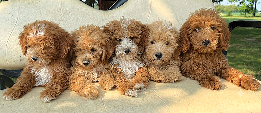 MINI GOLDENDOODLE PUPPIES for sale in Hoagland, IN