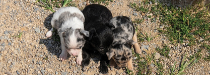 BLUE MERLE CHIHUAHUA PUPS for sale in Bryant, IN