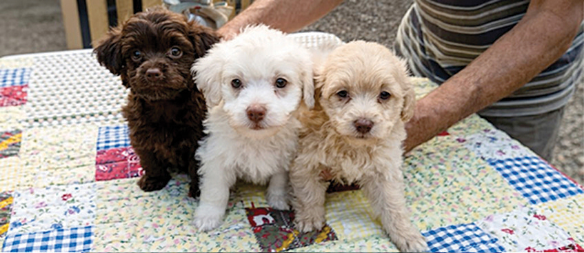 MINI AUSSIE DOODLE PUPPIES for sale in Terre Haute, IN