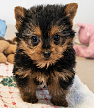 YORKIE PUPPIES for sale in Argos, IN
