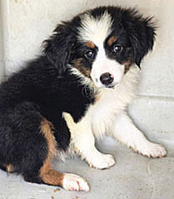 MINIATURE AUSTRALIAN SHEPHERD PUPPIES for sale in Hardinsburg, IN