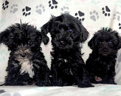 YORKIE POO PUPPIES for sale in Quincy, MI